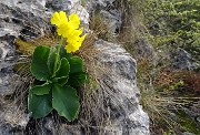 64 Primula orecchia d'orso (Primula auricola),